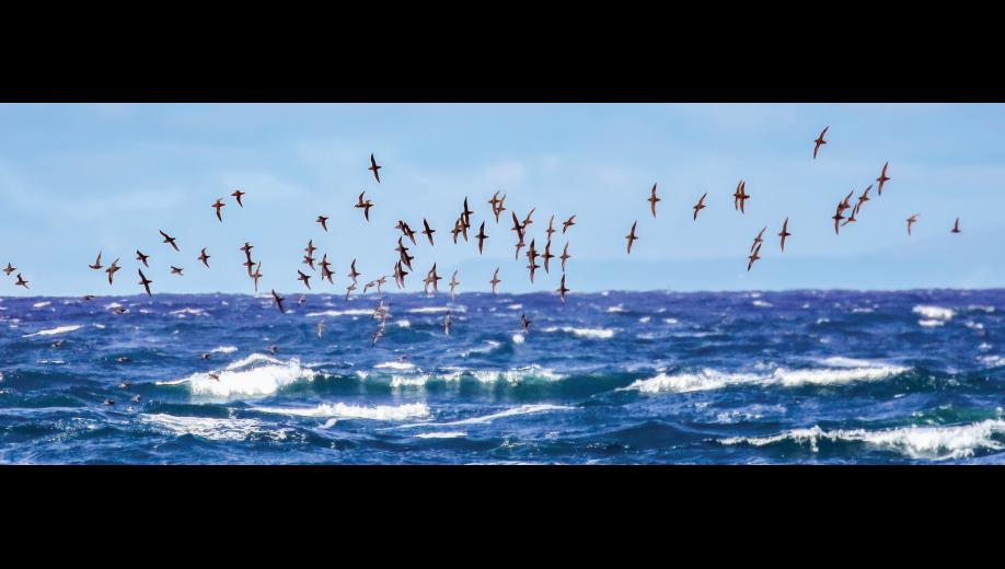 GAMBELL SCENE – Short-tailed shearwaters feed off shore of Gambell in mid-September. The rich waters off of St. Lawrence Island are important feeding grounds for short-tailed shearwaters. Huge numbers can be seen there in September prior to their annual trans-equatorial migration to breeding grounds in southern Australia. Notice their long, narrow wings that enable them to glide efficiently over the ocean at high speeds during their marathon journey. Photo by Riley Wyna