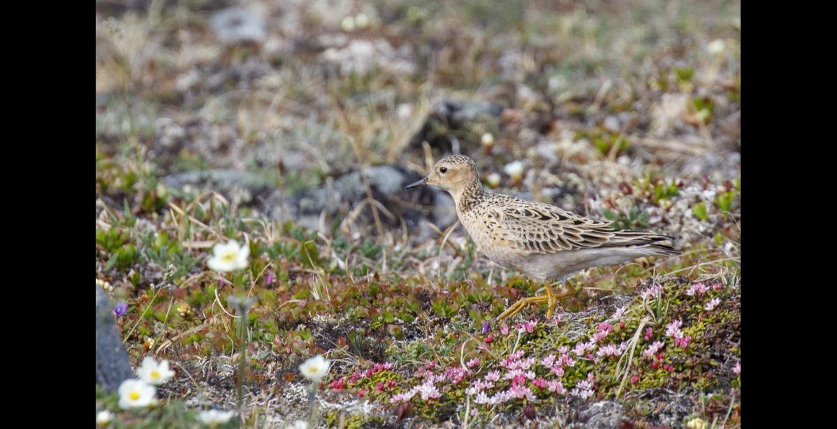 MIGRATORY STOPOVER – A buff-breasted sandpiper forages for insects during a migratory stopover on an upland tundra ridge west of the Nome. These shorebirds appear in the region sporadically. In some years none are reported. This year more were seen and reported on eBird than previously. Photo by Kate Persons