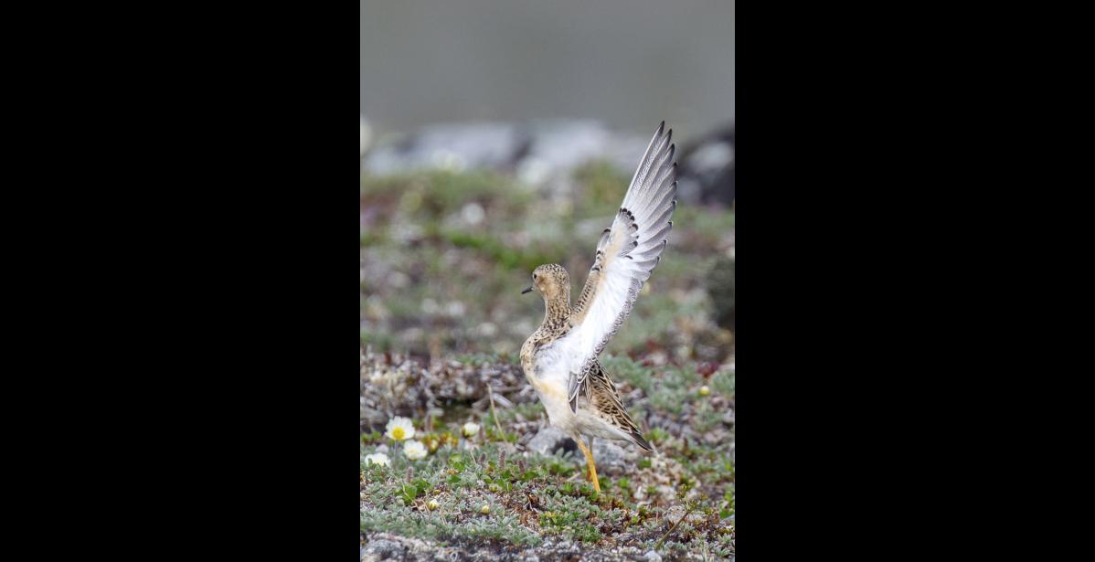 WING WAVE – A buff-breasted sandpiper lifts one wing to the sky, waving and flashing its white underside dramatically, in what is one of many displays used by males to attract a mate on the breeding grounds. This was a single bird on a migratory stopover west of Nome.\ Photo by Kate Persons