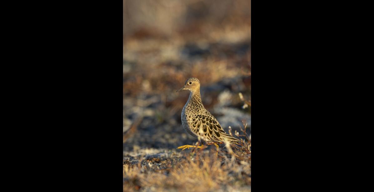 BUFF-BREASTED SANDPIPER – The buff-breasted sandpiper is a beautiful, medium-sized shorebird with distinctive creamy, yellowish-tan coloration on its head, neck and breast with a rich, dark scaly pattern on its back, and vibrant yellow legs. A rounded head and large dark eyes give this lovely bird a gentle, dove-like look. Photo by Kate Persons