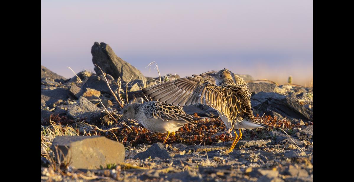 SPREAD WING DISPLAY – A male buff-breasted sandpiper breaks into a display while foraging on a ridgetop west of Nome. On their breeding grounds, males burst into exuberant displays with repertoires that incorporate up to 17 maneuvers used to attract a mate. Males also perform some of their moves on the wintering grounds and during migration. This male, part of a flock of five buffys passing through the Nome area during migration, showed off a spread wing display. Photo by Kate Persons