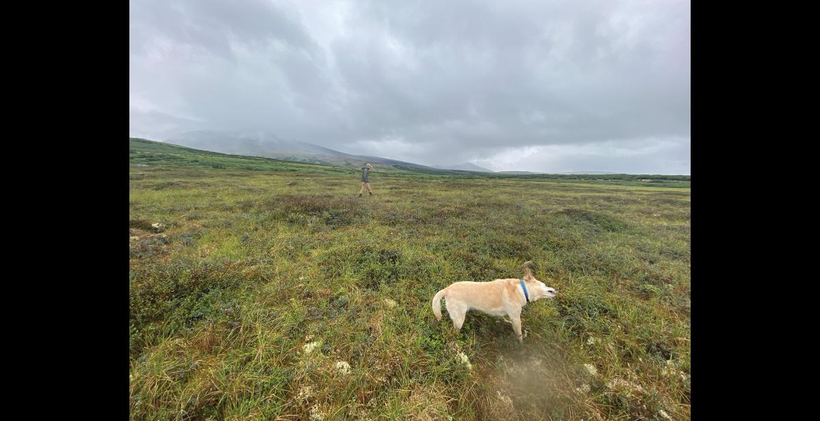 Photo by Anna Lionas BREAK AND SHAKE–A quick pit stop on the Kougarok Road during the Nome Nugget reporter’s road trip proved to be the perfect opportunity for Lolo the yellow lab to get her car jitters out.