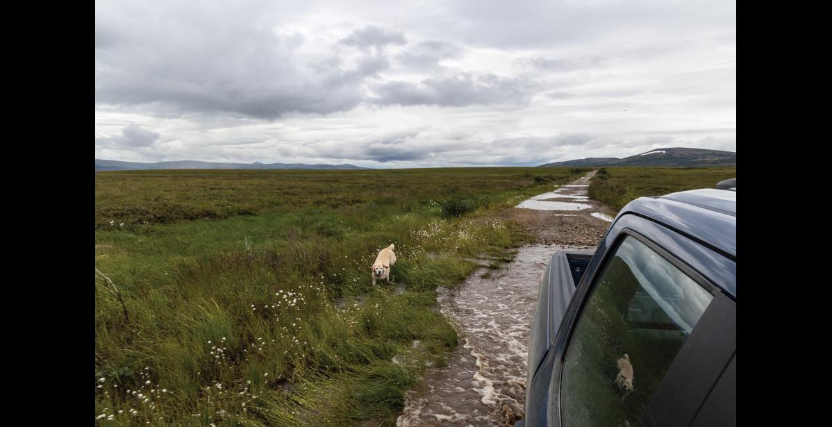 Photo by Anna Lionas RUN ALONG–Lolo the yellow lab runs next to the car, not quite avoiding puddles as she works off some of the energy amassed from the long road trip with the Nome Nugget reporters.