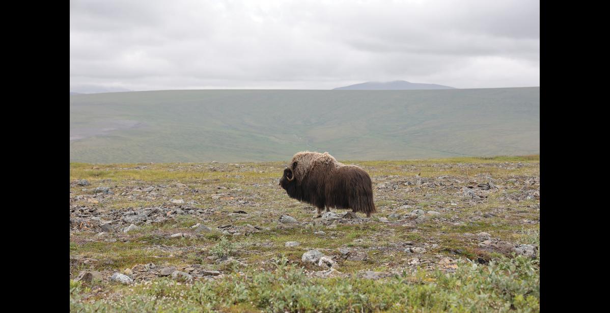 Photo by Anna Lionas MELLOW MUSK OX–A lonely bull stands above the Nome-Teller highway, doing his best to avoid looking at the camera-toting reporters trying to capture him.