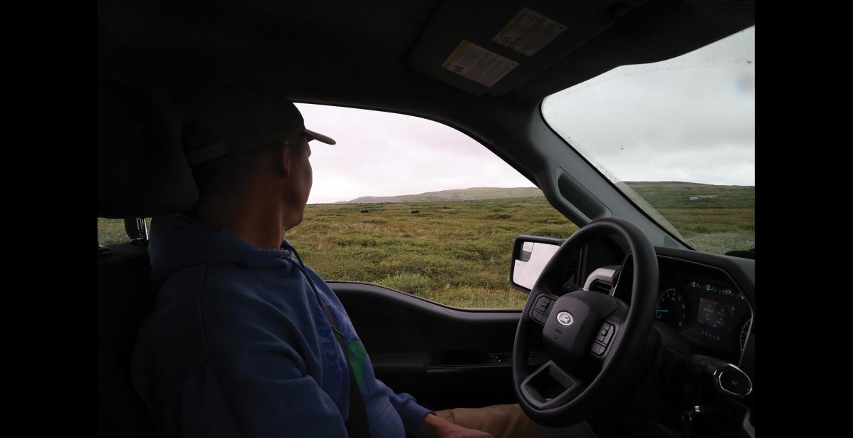 Photo by Anna Lionas NOME SAFARI–Nome Nugget reporter Colin A. Warren catches a glimpse of grazing musk oxen along the Beam Road.