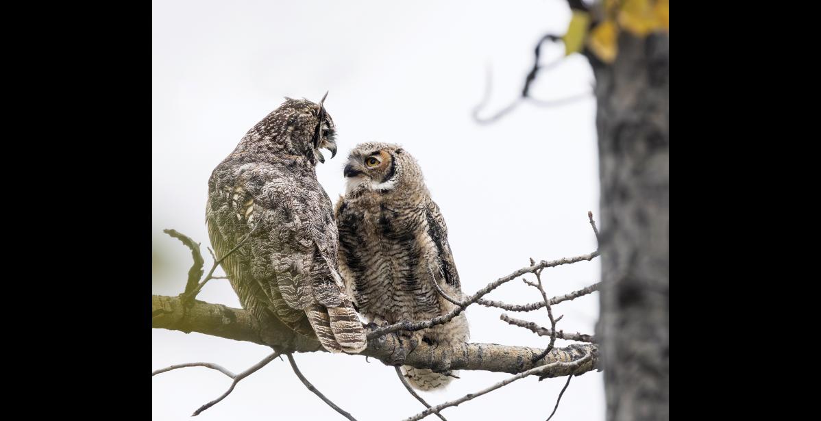 Photo by Kate Persons BEGGING — A young owl begs for food. While I was photographing the adult great horned owl on the left, the young owl on the right landed on the branch and tentatively approached its parent to beg. The parent turned to face the youngster and seemed to say “get your own” before flying away. Parents continue to feed their young into the fall as they learn to hunt for themselves. But they roost away from the young to avoid their frequent demands for more food.