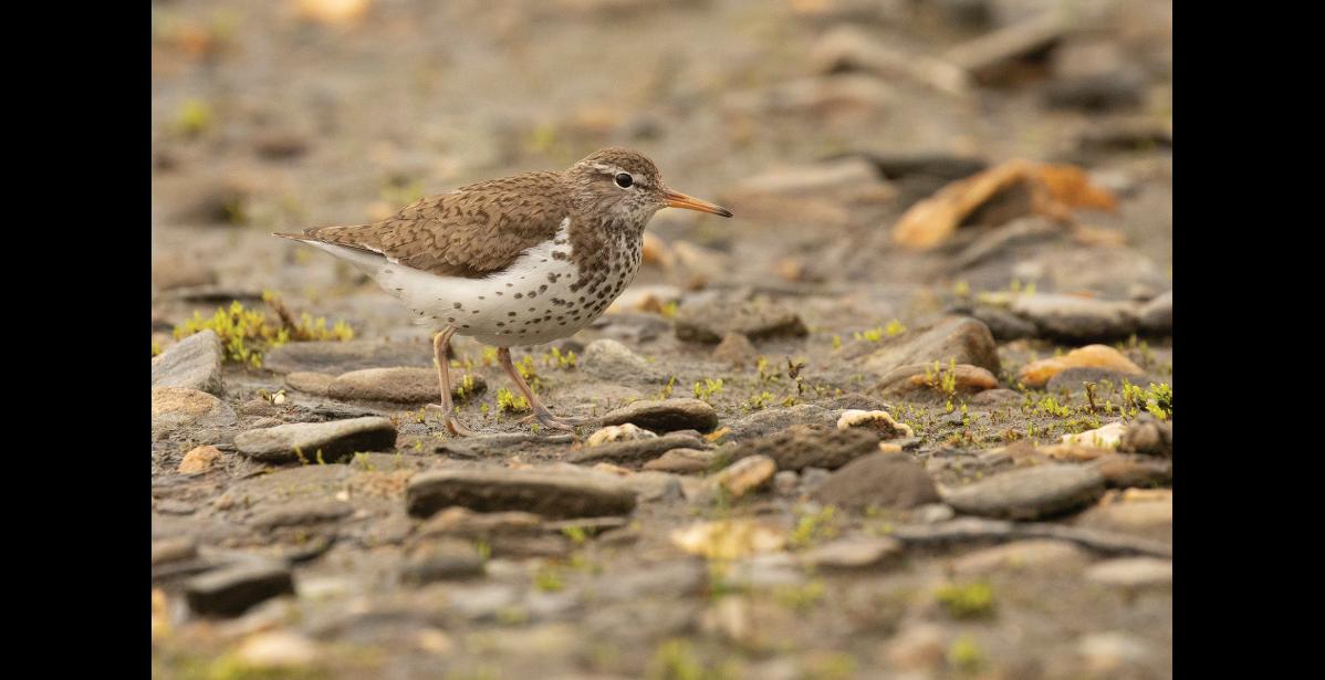 Photo by Kate Persons SPOTTED SANDPIPER— A spotted sandpiper in breeding plumage is foraging in the gravel along the Snake River. Spotted sandpipers can be easily identified by the obvious dark speckles on their bellies and by a nearly constant bobbing motion that they make with their tails and rumps. Females are larger and their spots may be bigger and extend further down the belly, but the sexes have very similar plumage.