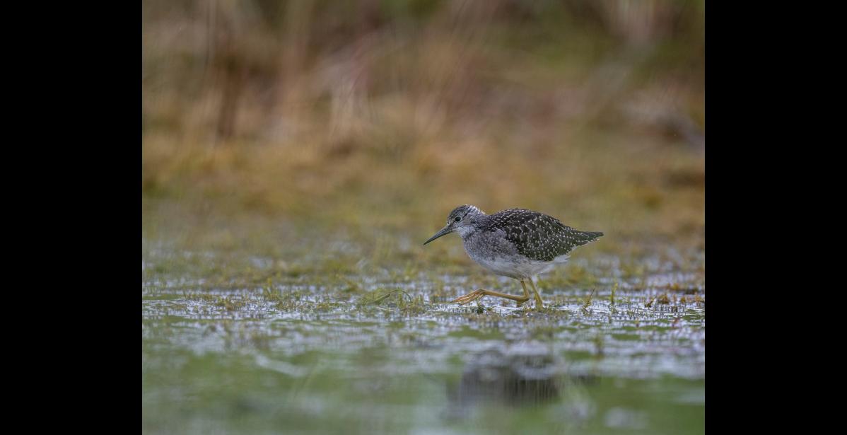 Photo by Kate Persons LESSER YELLOWLEGS – A adult lesser yellowlegs blares out an alarm call to warn its chick while they forage in a Nome area pond. This feisty, slender, medium-sized shorebird is appropriately named for its disproportionally long, bright orangey-yellow legs.