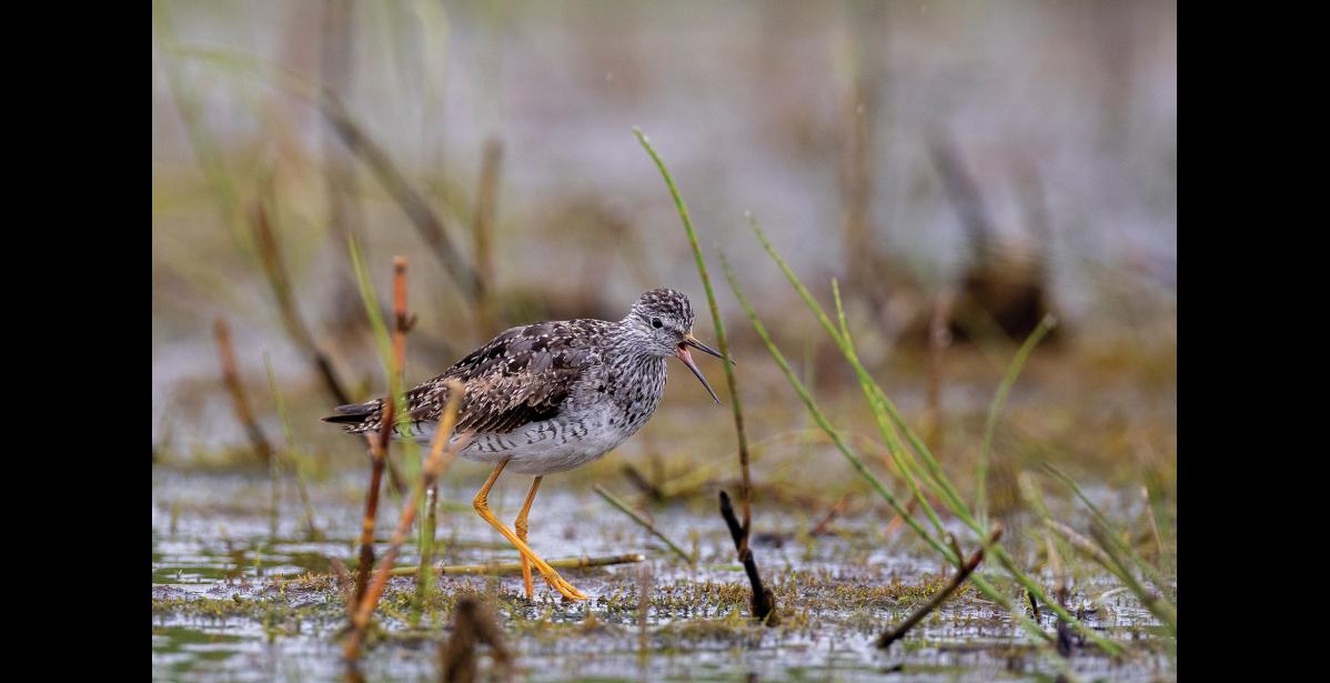 Photo by Kate Persons JUVENILE – A juvenile lesser yellowlegs wades in a Nome area pond on high-stepping, long, yellow legs. You can see remnants of down on the back of the young bird’s head.