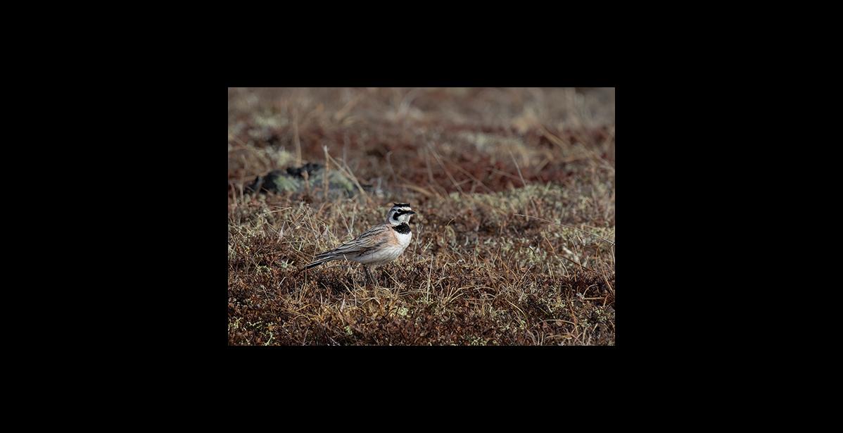 Photo by Kate Persons MALE HORNED LARK – A male horned lark is showing the spiky feather tufts on the top of his head, which give these larks their name.