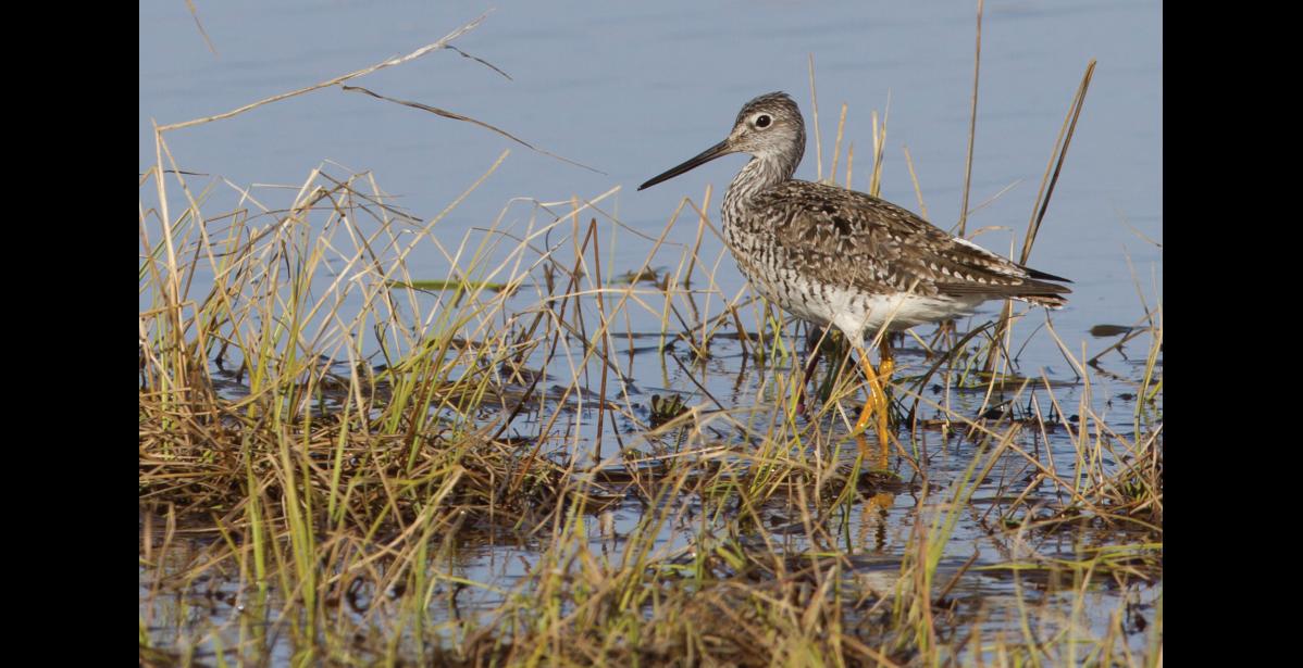 Photo by Nick Hajdukovich GREATER YELLOWLEGS – A greater yellowlegs forages in the shallows of a pond along the Teller Road. The greater yellowlegs is a larger bird than the lesser yellowlegs. It is almost four inches longer and twice as heavy. Notice that the bill is much longer than the bird’s head. The bill on a lesser yellowlegs is about the same length as its head. The greater yellowlegs breeds only as far northwest as the Alaska Peninsula and is rare in this region.