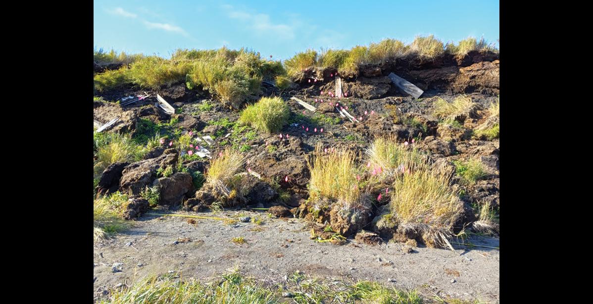 Photo courtesy Tom Wolforth GRAVE MATTERS — Splintered wood from fallen and smashed coffins are being investigated by an archaeologist in St. Michael.