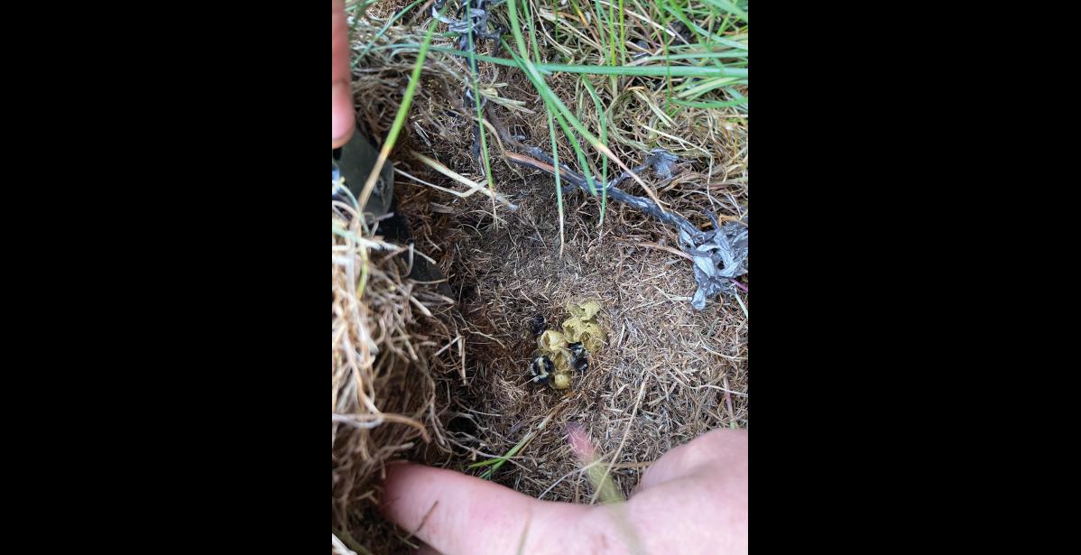 Photo courtesy Hailey Scofield and Leah Valdes UNDERGROUND BEEHIVE— Scofield found a bumblebee nest underground on the tundra.