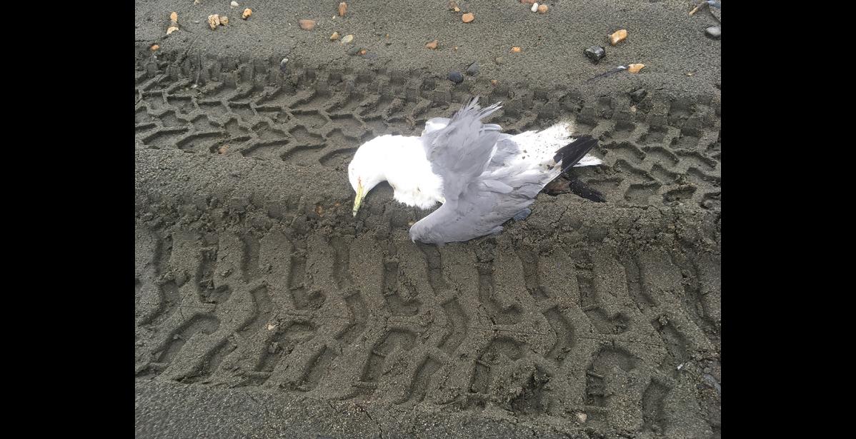 Photo by Dan Reed KITTIWAKE— This black-legged kittiwake was one of 15 dead sea birds found on a seven-mile stretch at West Beach, on August 2.