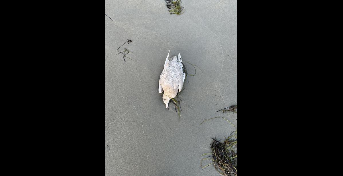 Photo courtesy Charles Menadelook Charles Menadelook conducted carcass surveys on Nome's beaches this summer.