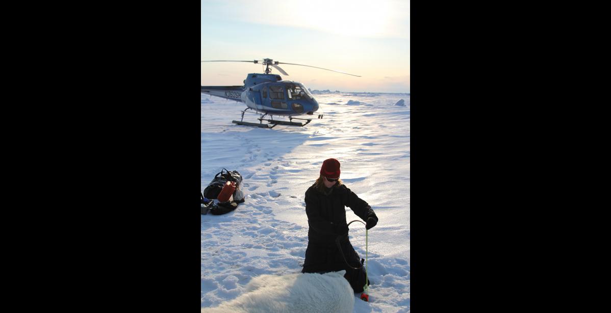 Photo courtesy U.S. Fish and Wildlife POLAR BEAR STUDIES— U.S. Fish and Wildlife Service biologist Michelle St. Martin takes measures on an adult female polar bear captured on sea ice west of the Red Dog Mine Port site.