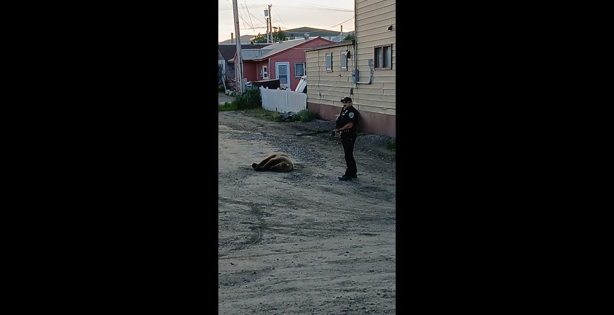 Photo courtesy of Shoshannah Ashenfelter The bear was shot in town at the corner of Spokane and West King Place on July 8.