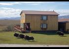 LAWN TRIMMERS – Four musk ox, startled by the arrival of the home owner in a pickup, bolt from the lawn they’ve been nibbling at on the Teller Highway near Icy View. 