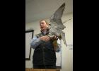 Photo by James Mason LOCAL SCIENCE— A falcon spreads her wings to keep her balance during John Earthman’s presentation on falconry at the Western Alaska Interdisciplinary Science Conference held in Nome last week.